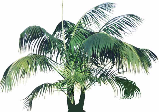 Decora%C3%A7%C3%A3o-com-plantas-kentia.jpg