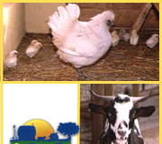 Alguns animais da 'Quintinha'