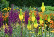 kniphofia typhoides