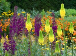 kniphofia typhoides