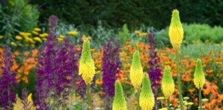 kniphofia typhoides