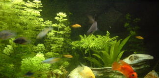 Peixes de água doce - a escolha ideal para um mini-oceano