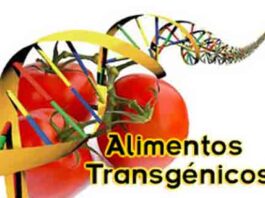 Alimentos transgénicos