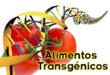 Alimentos transgénicos