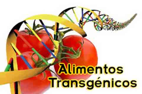 Alimentos transgénicos