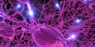 As hormonas regulam o nosso organismo