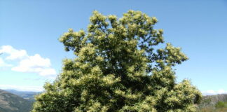 Castanhas, o fruto do castanheiro