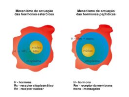 Origem das hormonas