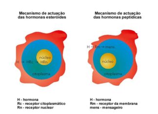 Origem das hormonas