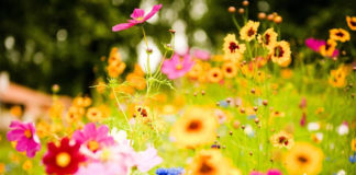 Chegada da Primavera