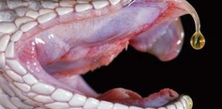 Veneno de cobra cascavel