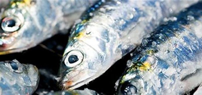 Sardinha, a mais apreciada em Portugal Sardinha
