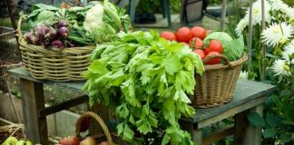 Origem dos alimentos