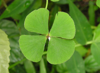 O Poder dos Talismãs Trevo de quatro folhas