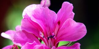 Como cuidar dos gerânios