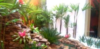 Como cuidar das suas plantas no Inverno