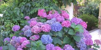Hortênsias de jardim