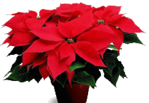 Flor de Natal