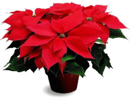 Flor de Natal