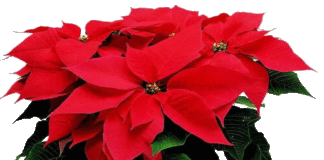 Flor de Natal
