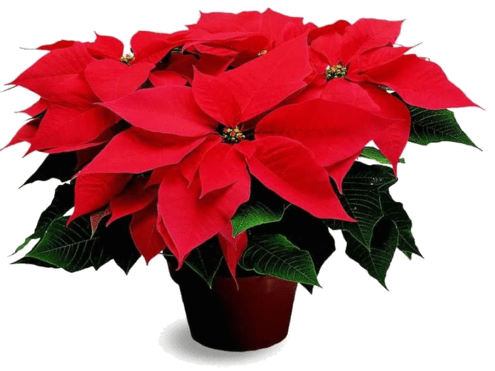 Flor de Natal