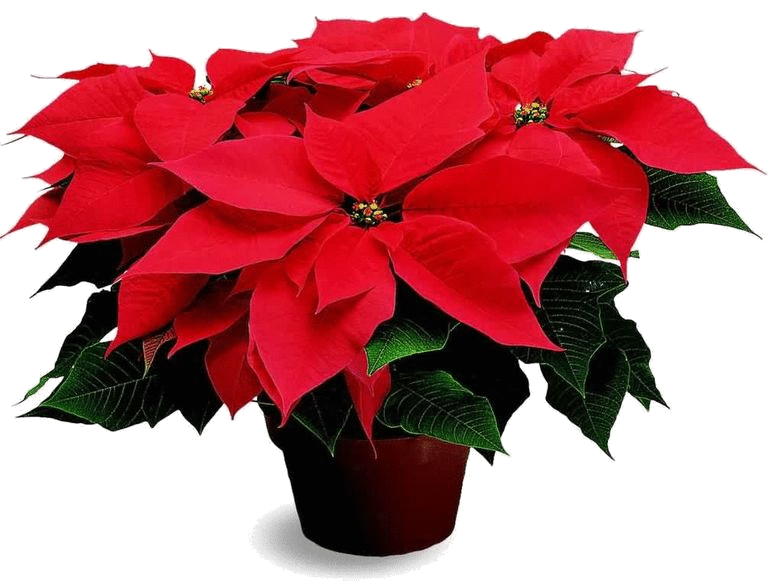 A Flor de Natal, uma presença obrigatória em casa - Mulher Portuguesa