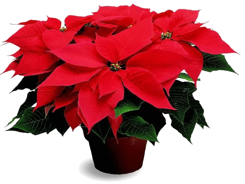 A Flor de Natal, uma presença obrigatória em casa - Mulher Portuguesa A Flor de Natal, uma presença obrigatória em casa - Mulher Portuguesa