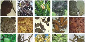 Ervas medicinais e cirurgias