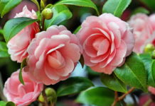 Aprenda a cultivar Rosas e Camélias