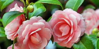 Aprenda a cultivar Rosas e Camélias