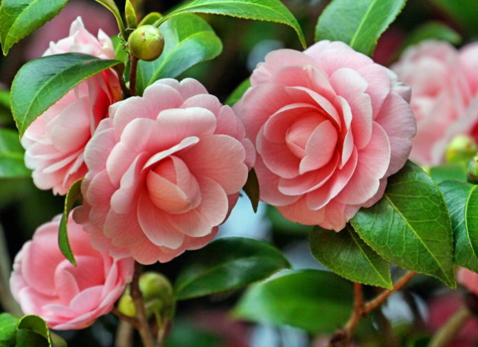 Aprenda a cultivar Rosas e Camélias