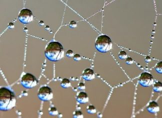 Essências Vibracionais e os Planetas