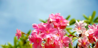 As energias que as flores libertam