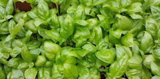 Saiba como secar ervas aromáticas em casa