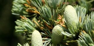 Óleo essencial de cedro