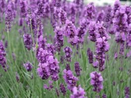 Plantas ornamentais Alfazema, Lavanda (Lavandula angustifolia)