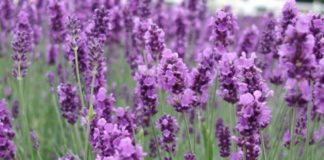 Plantas ornamentais Alfazema, Lavanda (Lavandula angustifolia)