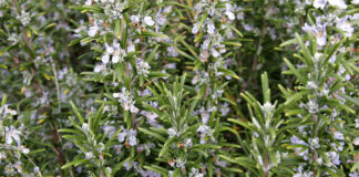 Conheça melhor o Alecrim ou Rosmaninho