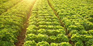 Alface folha de carvalho