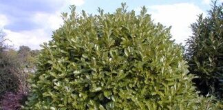 Loureiro - Árvore de folha persistente para um jardim mais bonito!