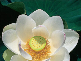 Florir em Maio: saiba quais são as plantas Ideais Flor de lotus