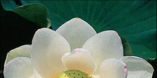 Florir em Maio: saiba quais são as plantas Ideais Flor de lotus