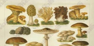 Cogumelos comestiveis