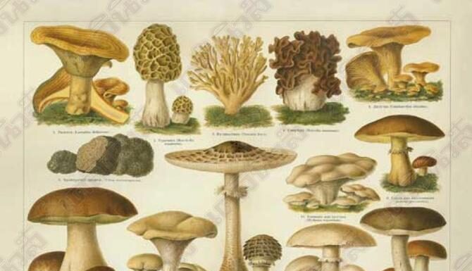 Cogumelos comestiveis