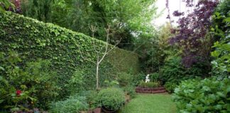 Decoracao de muros com hera