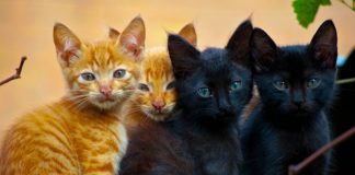 Os gatos estão a ficar mais velhos