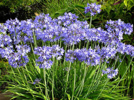 A resistência ao frio varia de planta para planta - agapanthus