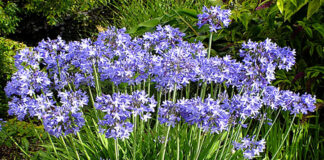 A resistência ao frio varia de planta para planta - agapanthus