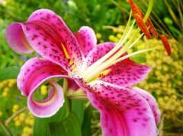 Açucena, de flores grandes e cónicas