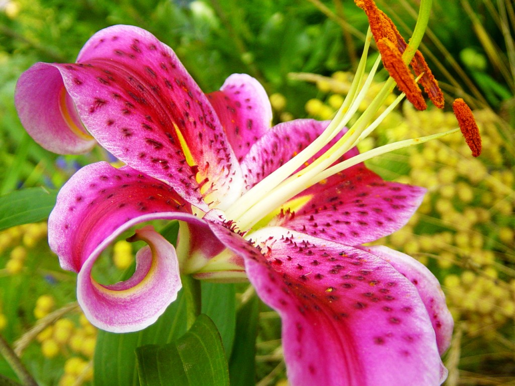 Açucena, de flores grandes e cónicas - Mulher Portuguesa